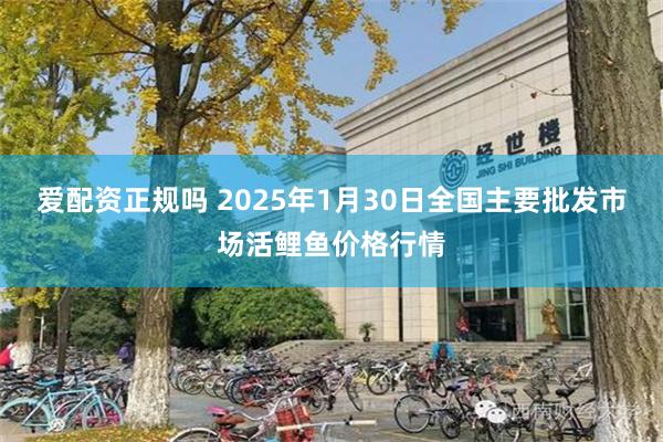 爱配资正规吗 2025年1月30日全国主要批发市场活鲤鱼价格行情